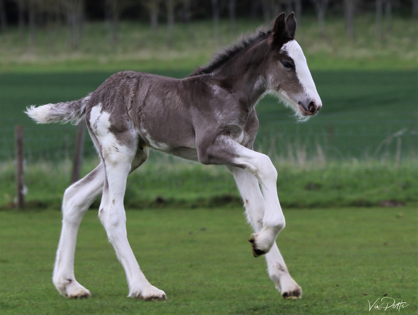 Rare Black Clydesdale Foal